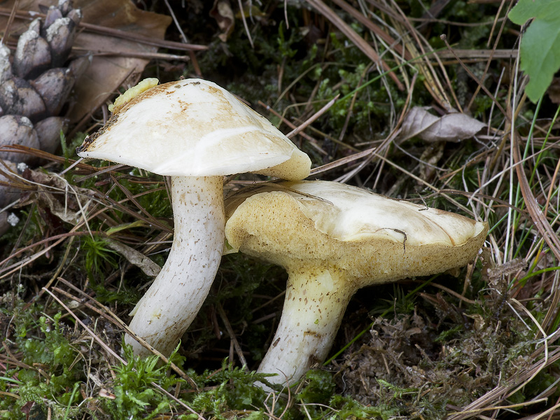 Suillus placidus